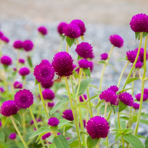 Globe Amaranth