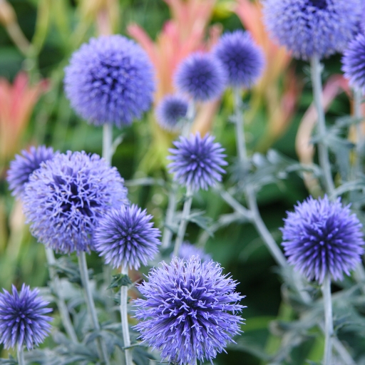 Globe Thistle