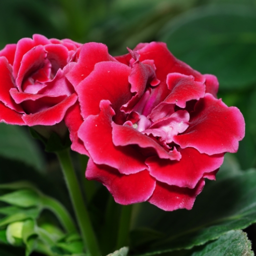 Gloxinia