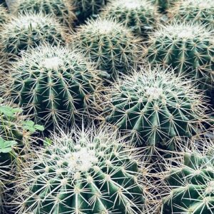 Golden Barrel Cactus