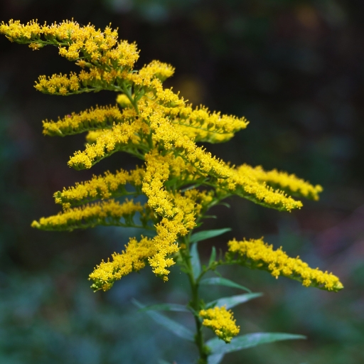 Goldenrod