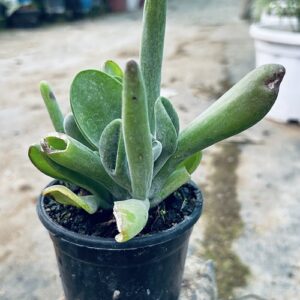 Gollum Jade Plant