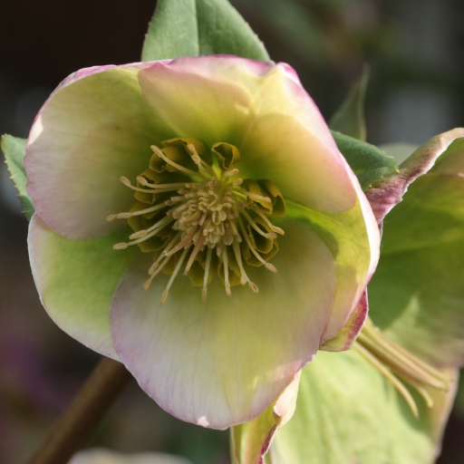 Green Hellebore
