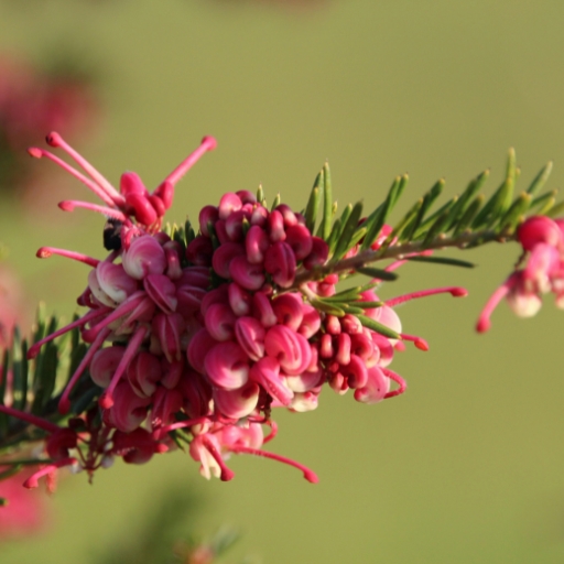 Grevillea