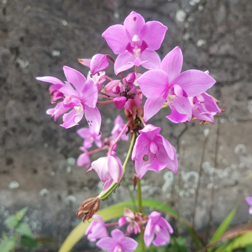 Ground Orchid