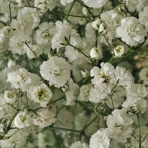 Gypsophila (Baby’s Breath)