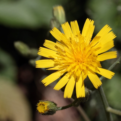 Hawkweed