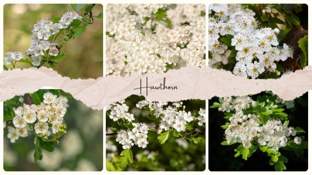 Hawthorn Flower