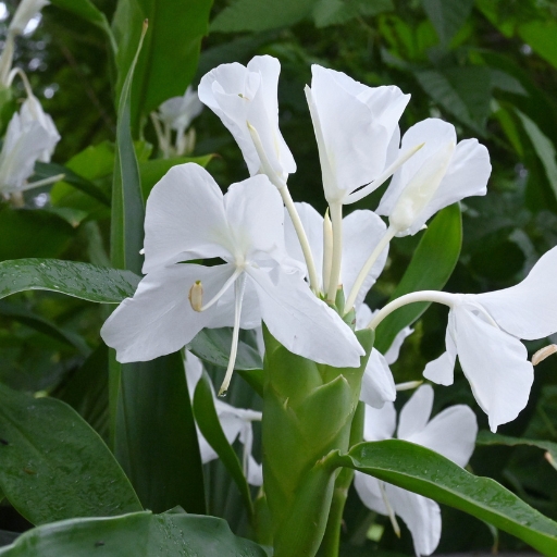 Hedychium (Ginger Lily)