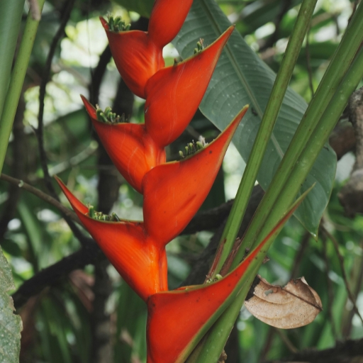 Heliconia
