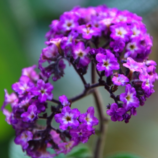 Heliotrope