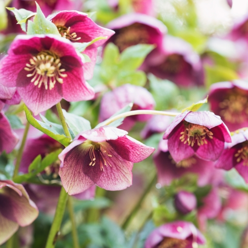 Hellebore
