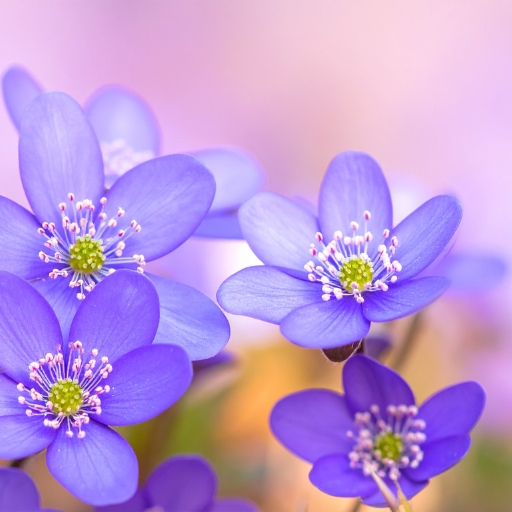 Hepatica
