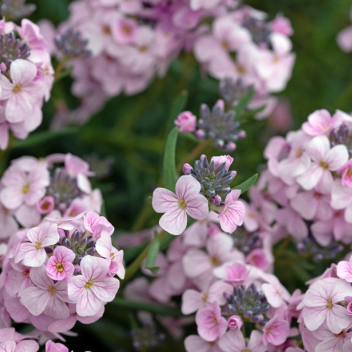 Hesperis (Dame’s Rocket)