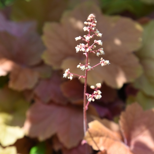 Heuchera (Coral Bells)