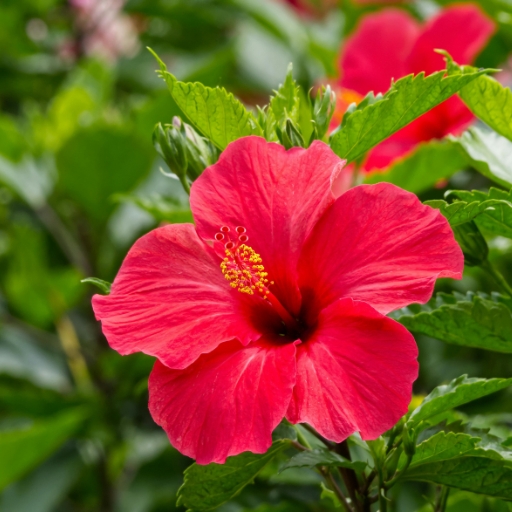 Hibiscus
