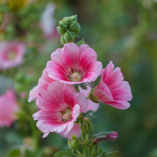 Hollyhock