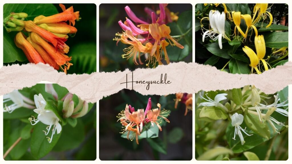 Honeysuckle