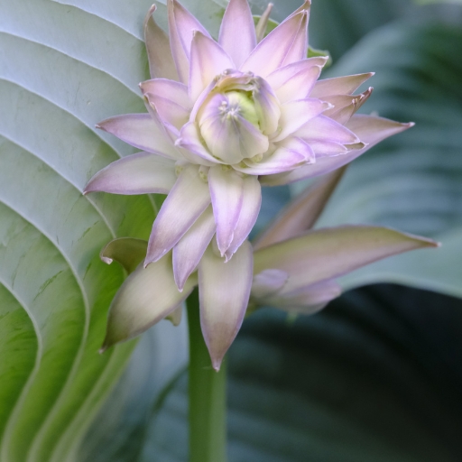 Hosta Flower
