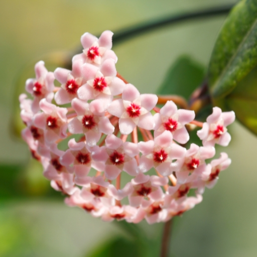 Hoya Flower (Wax Plant)