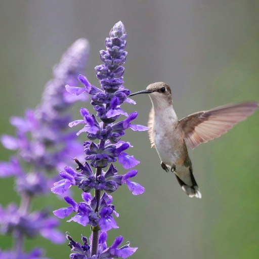 Hummingbird Mint