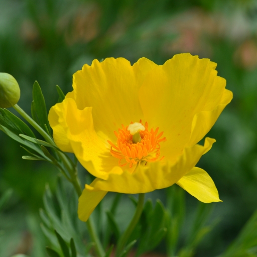 Hunnemannia (Mexican Tulip Poppy)