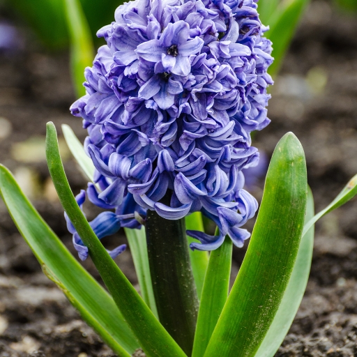Hyacinth