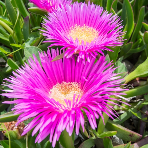 Ice Plant