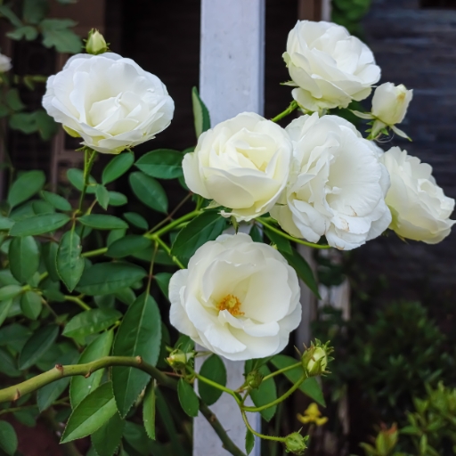 Iceberg Rose