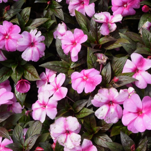 Impatiens