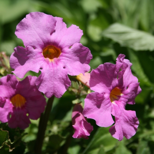 Incarvillea (Hardy Gloxinia)