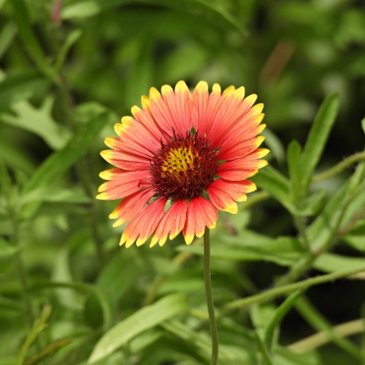 Indian Blanket (Gaillardia)