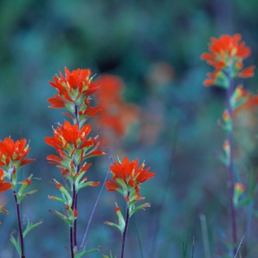 Indian Paintbrush