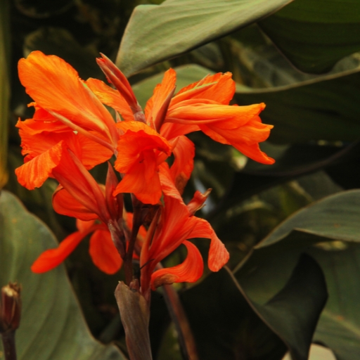 Indian Shot (Canna indica)