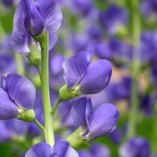 Indigo Flower