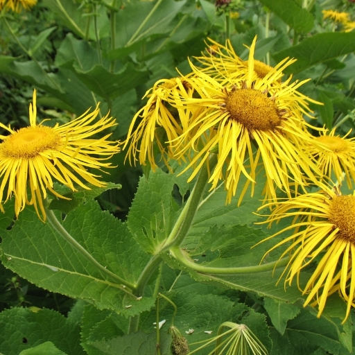 Inula