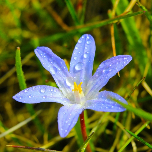 Ipheion (Starflower)