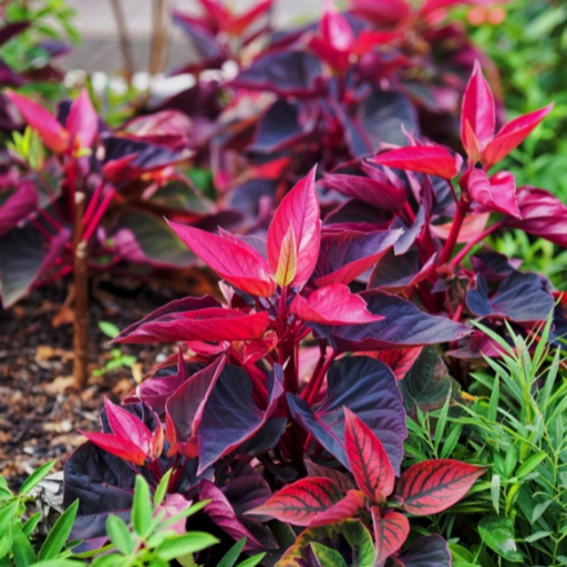 Iresine (Bloodleaf Flower)