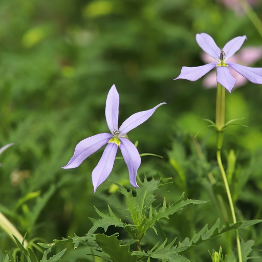 Isotoma (Blue Star Creeper)