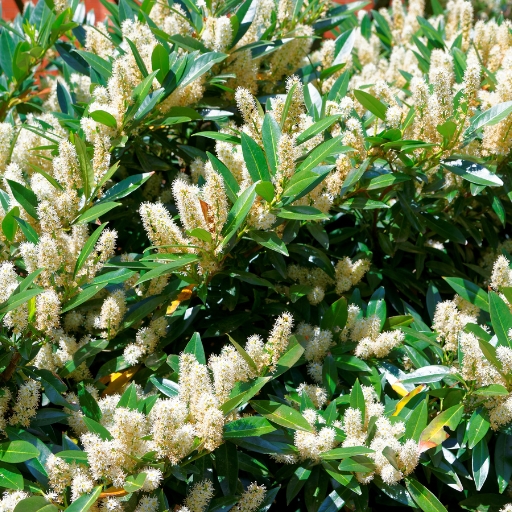 Itea (Virginia Sweetspire)