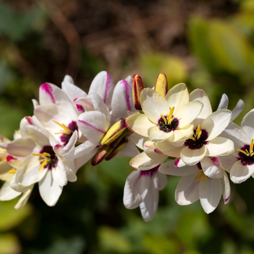 Ixia (Corn Lily)