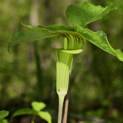 Jack-in-the-Pulpit