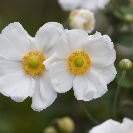 Japanese Anemone