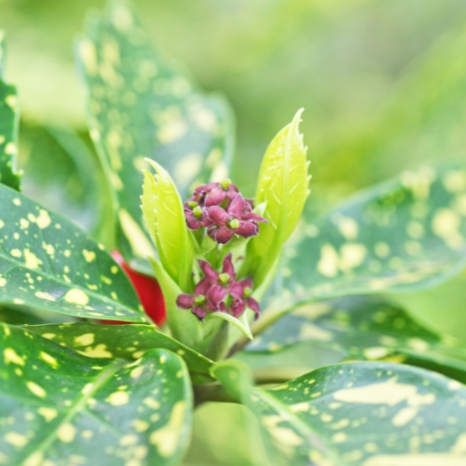 Japanese Aucuba Flower