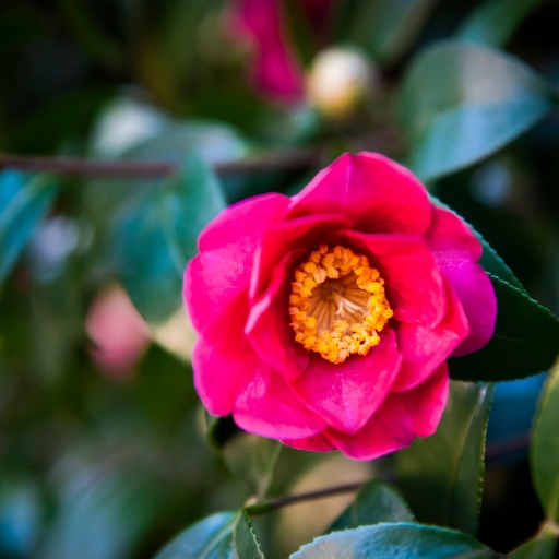 Japanese Camellia