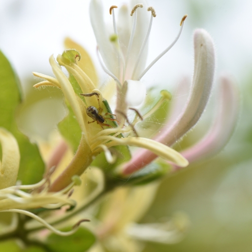 Japanese Honeysuckle