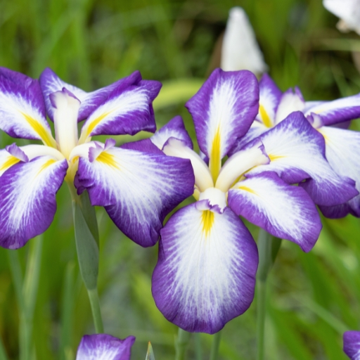 Japanese Iris