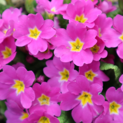 Japanese Primrose