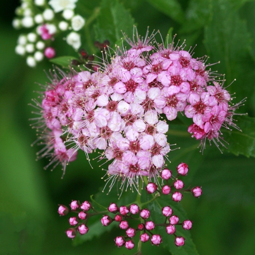 Japanese Spirea