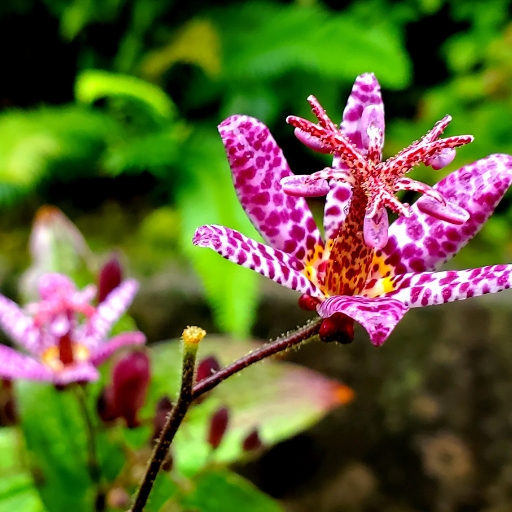 Japanese Toad Lily